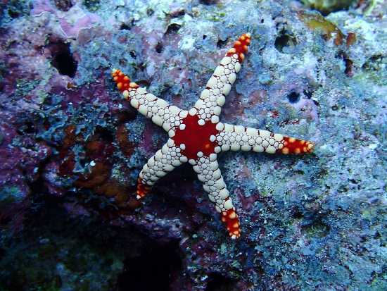  Fromia nodosa (Knotted Brittle Star)